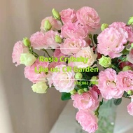 粉洋桔梗 1粒 pink Eustoma 1 seed