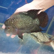 Flowerhorn kamfa 6inch