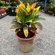 90s Greenovation Live plant Croton Variegatum Puding 变叶木 P250