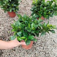 90s Greenovation Live Plant Gardenia Jasminoides 栀子花 P120