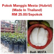 Pokok Manggis Mesta (Hybrid)