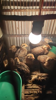 ayam hutan hijau anakan jinak