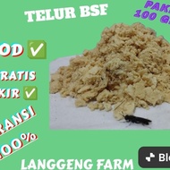 telur lalat BSF / telur Maggot BSF