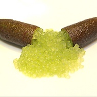 1 ต้นมะนาวคาเวียร์ หรือ มะนาวนิ้วมือ FINGER CAVIER LIME สายพันธุ์ ALSTONVILLE ขนาด 30 ซม พร้อมกระถาง