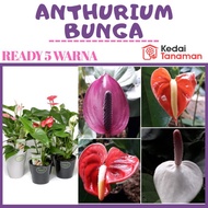 Tanaman Bunga Anthurium Bangkok Berbunga - Bunga Anthurium - Anthurium