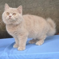 Kucing british longhair lilac betina pedigree