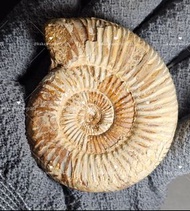 全新 天然 鸚鵡螺 泥螺 化石 #NF001 Natural Nautilus Fossil Feng Shui 風水 辦公室風水 家居風水