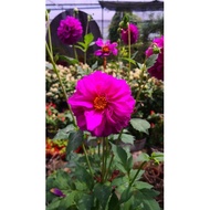 O&R Garden Dahlia Flower Bulb
