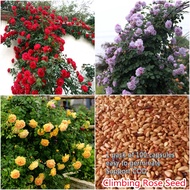 100PCS Mixed Colors Climbing Rose Seeds for Planting Flower Seed Balcony Decoration Home Garden Decoration Air Purifying