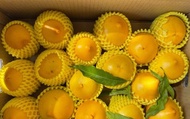 【超特惠！潘爸的珍稀寶物黃金果9斤裝(小果)】果凍般Q彈美味 水果界的美容水果