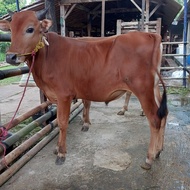 Sapi Madura Murah / Sapi Qurban / Sapi Kurban