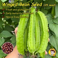 (Fast Growing 25 Seed) Benih Kecipir Benih Sigarilla Panjang untuk Menanam Sayuran Benih Sigarilla O