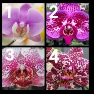 Phalaenopsis Hybrid - 2.5" pot ( No Flower )