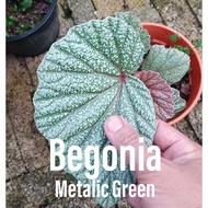 Indoor Plant - Begonia Sinbad