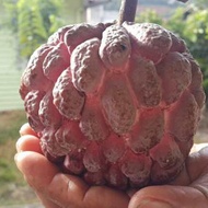 【Live Plant】Pokok nona tempatan/ Custard apple tree red local / 本地釋迦果树苗 0.5ft