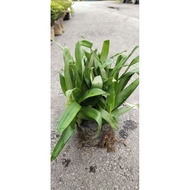 Rumput Siti Khadijah / Rumput Beijing