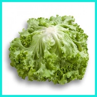 ◩ ▩ ▬ ♞Jonction Lettuce Rijk Zwaan Pelletized Seeds by NutriHydro