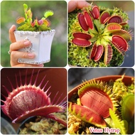 Venus Flytrap Seeds 50pcs Beautiful Flower Seeds High Quality Home Garden Balcony Decoration Items R
