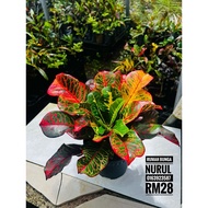 PUDING RAJA ANAK POKOK PUDING CROTON RAJA RED STRIKES