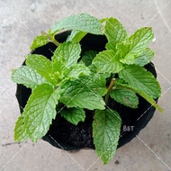 [READY STOCK] Mint Plant Herb / Anak Pokok Herba Pudina / 薄荷