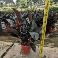 Tkl - Ficus Elastica (india Rubber Plant) - [multiple options]