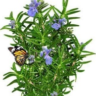 tanaman pengusir nyamuk / tanaman rosemary / tanaman herbal rosemary / tanaman hias rosemary