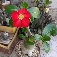 Bibit Tanaman Adenium Bunga Merah Bonggol Besar Bahan Bonsai Kamboja
