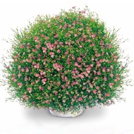 Gypsophila Seeds Good Raising Flower Seeds Indoor Flower Seeds Courtyard