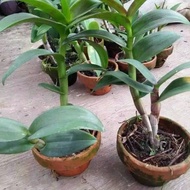 Anggrek dendrobium dewasa