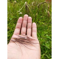 GRED AAA [200 PCS] B.P ASLI/AKAR/BULU/PERINDU/SANJEEVI VER