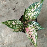 Tanaman aglaonema ruby Venus