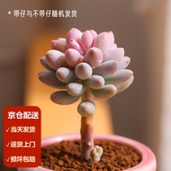 Moyi（MOYI）Succulent Plant Baby Finger Succulent Plant Indoor Bonsai Greenery Succulent without Flowerpot Indoor Desktop