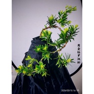 黄金钻罗汉松 悬崖试造型 Gaya bonsai tebing&Cascade style Bonsai