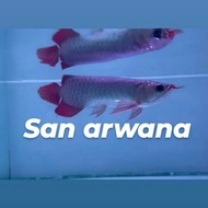 ikan arwana super red ITL arwana sr sepauk I THIAU LUNG