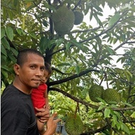 ANAK POKOK DURIAN DURI HITAM/ OCHEE/ BLACK THORN YANG CEPAT BERBUAH