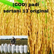 Ready (Cod) Benih Padi Sertani 13 Bibit Unggul 1Kg Original