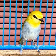 Burung Pleci Wallacea Pleci Kepala Emas Ihan Jantan