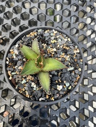 Augustfame - Agave Titanota Red Catweazle (XS) 红猫严龙 仁王冠 龙舌兰