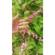 anak pokok air mata pengantin