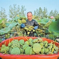 Space Lotus No. 36 High-Produced Lotus Seed Lotus Seed Edible Lotus Seed Pond Mizuda Planting