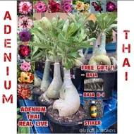 ADENIUM THAI REAL LIVE PLANT MULTI LAYER  (POKOK BUNGA KEMBOJA) / THAILAND ADENIUM / ADENIUM GRAFT /