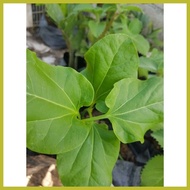 ➟ ∳ ☍ TALANTANGAN / Castol oil plant/ TUBA-TUBA