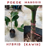 Anak Pokok manggis ( HYBRID ) / Anak pokok manggis kawin / cepat berbuah / anak pokok manggis murab