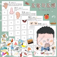 Five Senses and Five Senses Cognitive Play Sensory Teaching Aids Educational Distinguishing Toys Kin