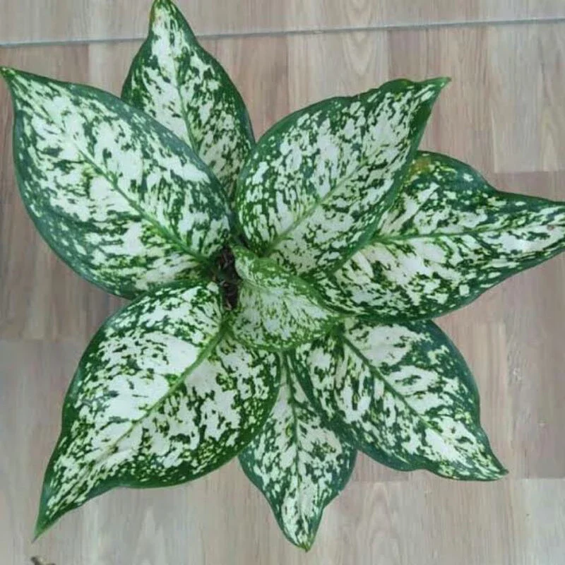 Aglonema Dut white / Tanaman hidup aglonema / Aglonema dut white berdaun