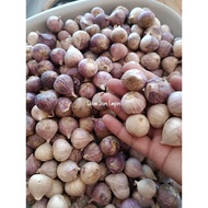 BAWANG PUTIH TUNGGAL Bawang Lanang SOLO GARLIC