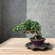 小品盆栽-壽娘子 盆景