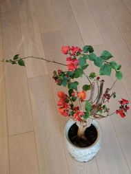 盆栽三角梅，品種（不甜西瓜）