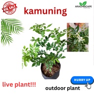 LIVE PLANT...KAMUNING..outdoor plant,fragrant white or cream colored flowers