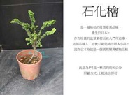 心栽花坊-石化檜/5吋/綠化植物/綠籬植物//松/杉/柏/檜/售價600特價500